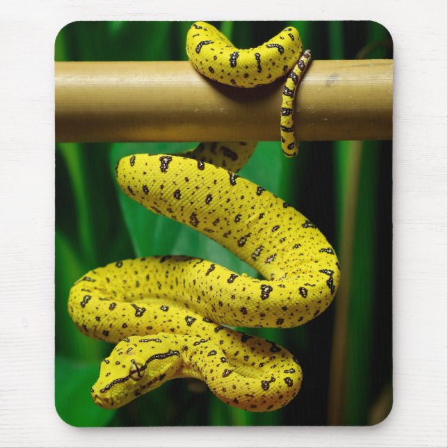 Tapis De Souris Baby Yellow Phase Green Tree Python Snake (Devant)