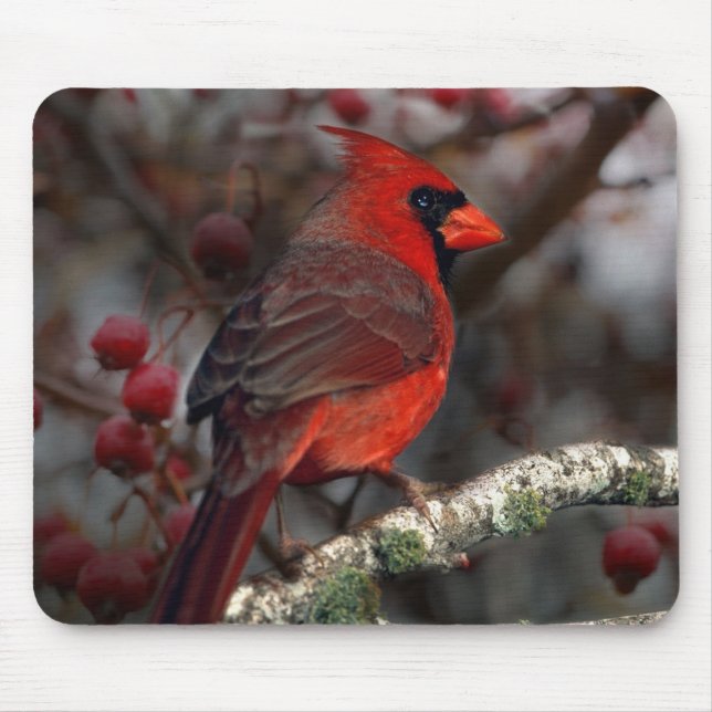 Tapis De Souris Baies blanches Primitive Noël Cardinal Rouge (Devant)