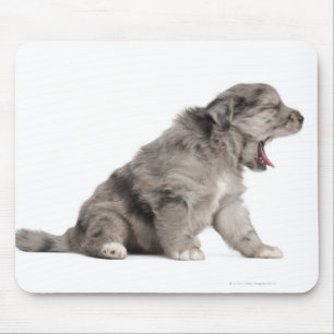 Tapis De Souris Baîllement pyrénéen de chiot de berger (4
