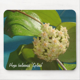 Tapis De Souris Balaensis "éclaboussure" MousePad de Hoya