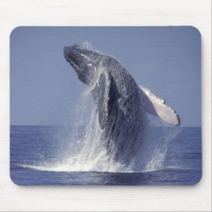 Tapis De Souris Baleine à bosse faisant une cabriole (Megaptera
