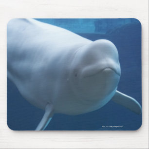 Tapis De Souris Baleine de beluga (leucas de Delphinapterus)