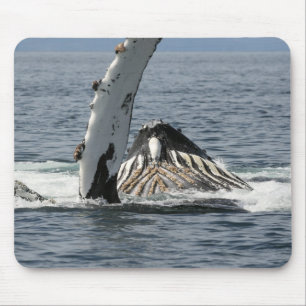 Tapis De Souris Baleine de bosse