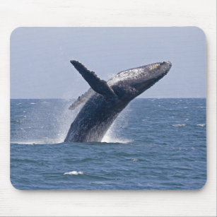 Tapis De Souris Baleine de bosse Pacifique…