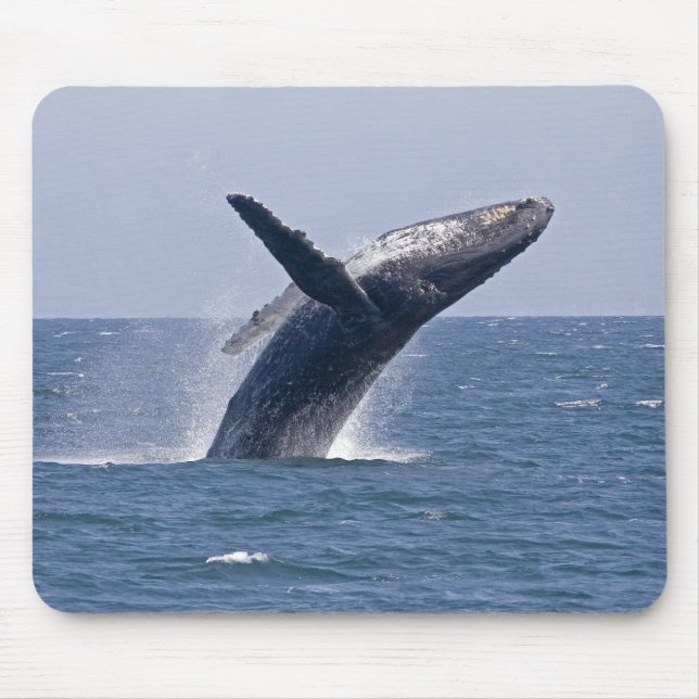 Tapis De Souris Baleine de bosse Pacifique… (Devant)