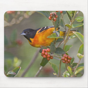 Tapis De Souris Baltimore Oriole