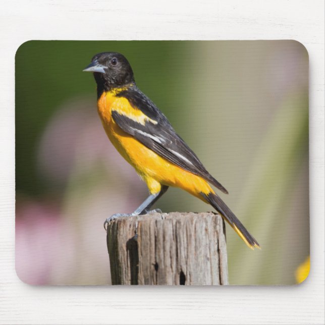 Tapis De Souris Baltimore Oriole female in flower garden (Devant)