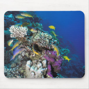 Tapis De Souris Banc de rougets autour d'un petit corail