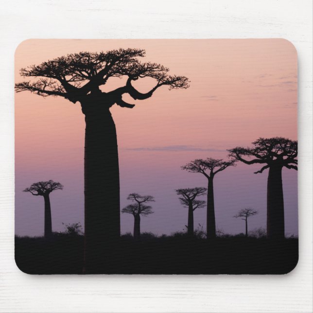 Tapis De Souris Baobab Alley', Madagascar, Morondava, Afrique, (Devant)
