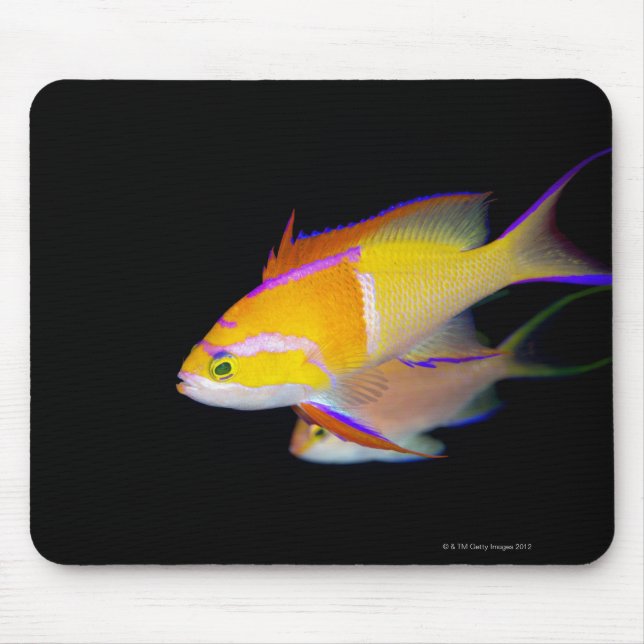 Tapis De Souris Bar blanc Anthias (Devant)