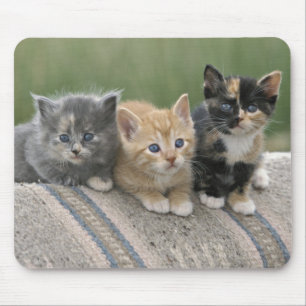 Tapis De Souris Barn Kittens sur une couverture à cheval