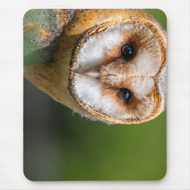 Tapis De Souris barn owl, owl, oiseau (Devant)