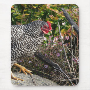 Tapis De Souris Barred Rock Hen