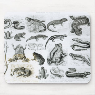 Tapis De Souris Batraciens et d'autres amphibiens