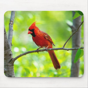 Tapis De Souris Beau cardinal rouge vif dans un arbre