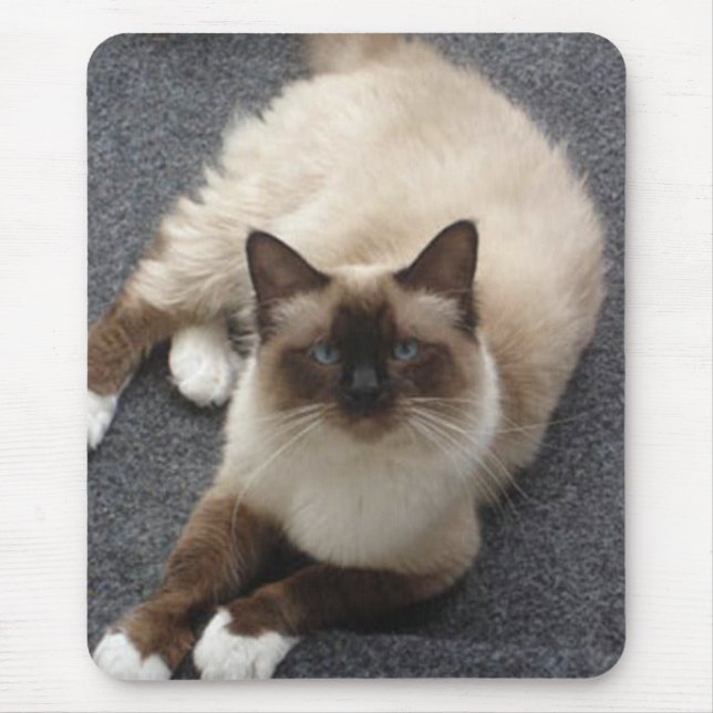 Tapis De Souris Beau chat de Birman (Devant)