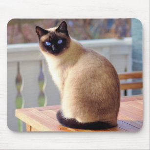 Tapis De Souris Chaton Siamois Zazzle Fr