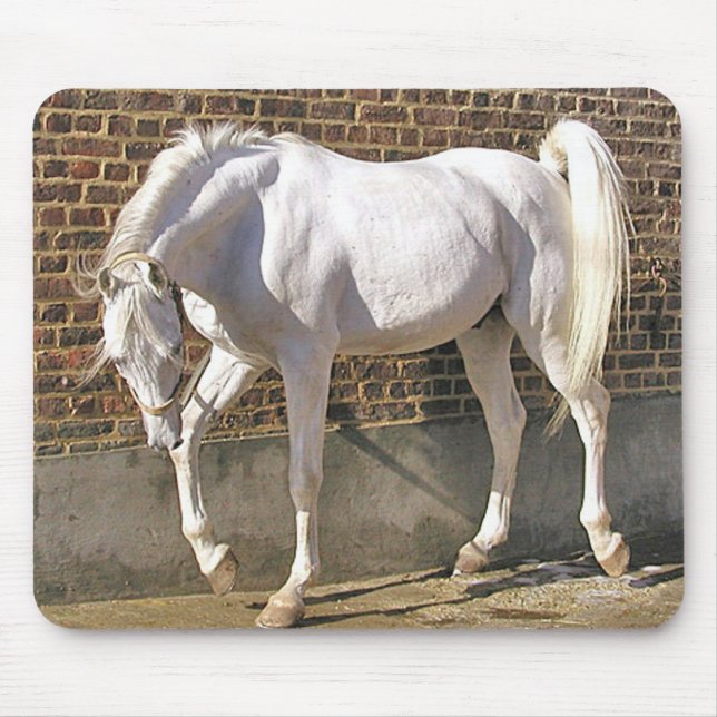 Tapis De Souris Beau cheval Arabe blanc (Devant)