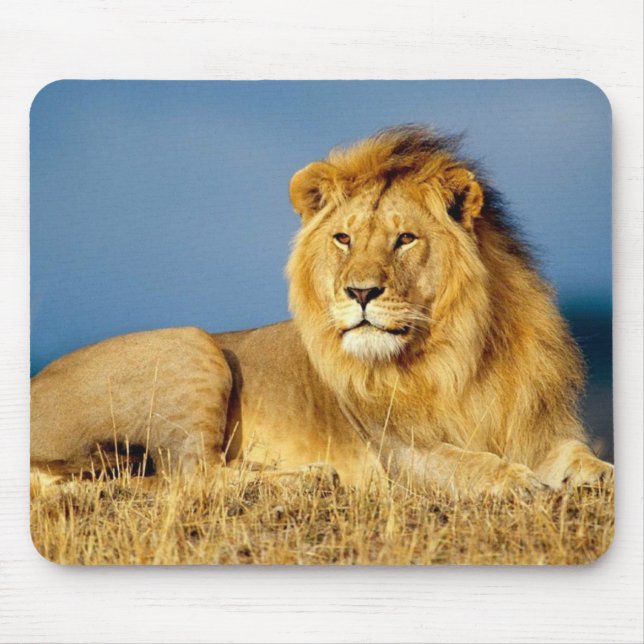 Tapis de souris beau lion (Devant)