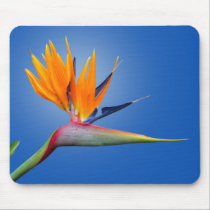 Tapis De Souris Beau Oiseau de Paradise Strelitzia Flower