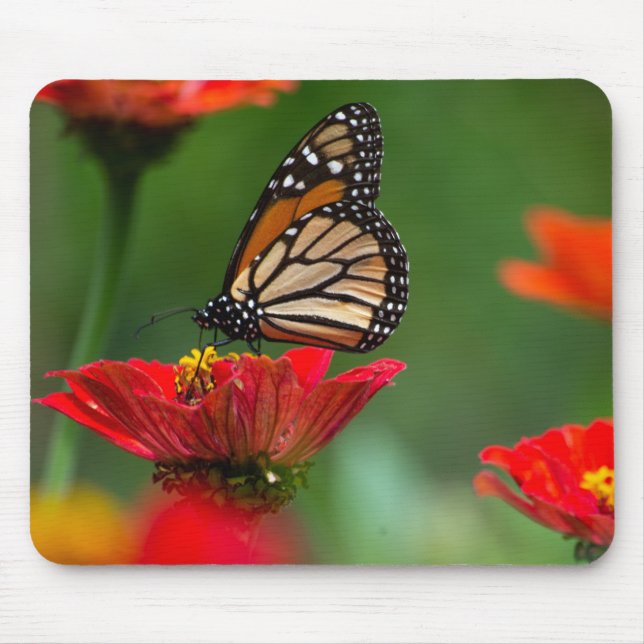 Tapis De Souris Beau papillon Monarque (Devant)
