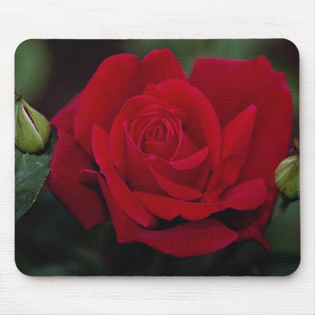 Tapis De Souris Beau rose de thé hybride 'Chrysler Imperial (Devant)