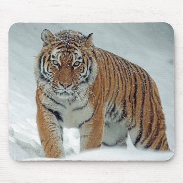 Tapis De Souris Beau tigre dans la neige (Devant)