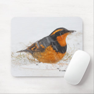 Tapis De Souris Beautiful Varied Thrush Songbird in the Snow