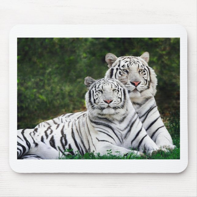 Tapis De Souris Beaux tigres blancs (Devant)
