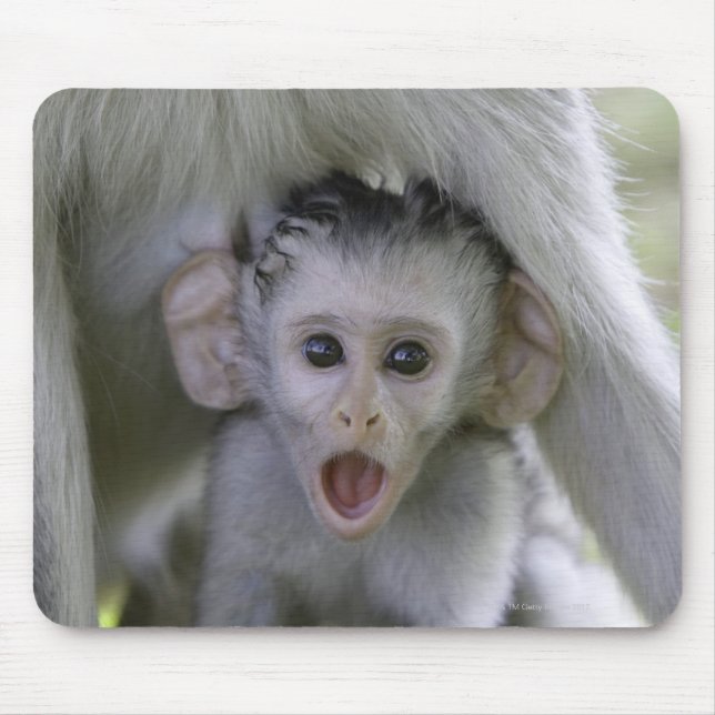 Tapis De Souris Bébé babouin sous sa mère (Devant)
