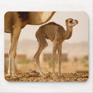 Tapis De Souris Bébé Camel