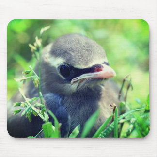 Tapis De Souris Bébé Cèdre cire Oiseau Nature