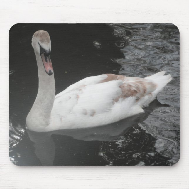 Tapis de souris bébé cygne nageant (Devant)
