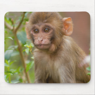 Tapis De Souris Bébé Macaque Rhésus, Temple du Singe, Jaipur