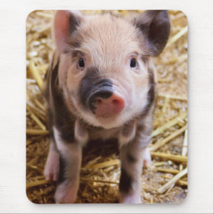 Tapis De Souris Bébé mignon Animaux de la ferme des porcs Barnyard