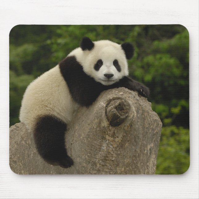 Tapis De Souris Bébé panda géant (Devant)