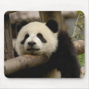Tapis De Souris Bébé panda géant Ailuropoda melanoleuca)