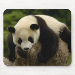 Tapis De Souris Bébé panda géant (Ailuropoda melanoleuca)