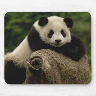 Tapis De Souris Bébé panda géant Ailuropoda melanoleuca)