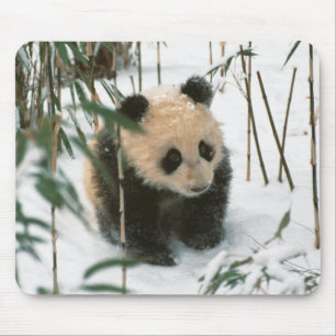 Tapis De Souris Bébé panda sur la neige, Wolong, Sichuan, Chine