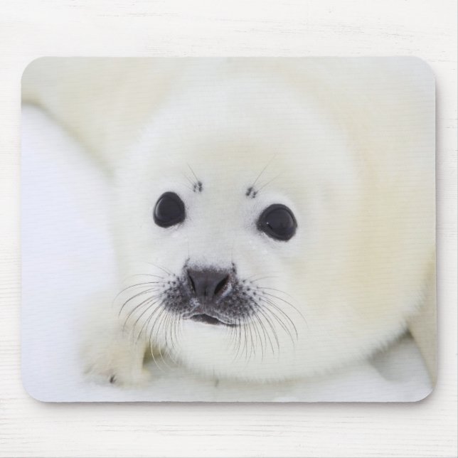 Tapis De Souris Bébé phoque d'harpe de bébé sur la glace de la mer (Devant)