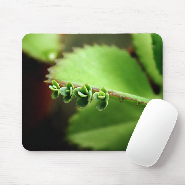 Tapis De Souris Bébé Succulentes Plante Verte - Photo de Nature Ze (Avec souris)