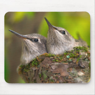 Tapis De Souris Bébés colibris