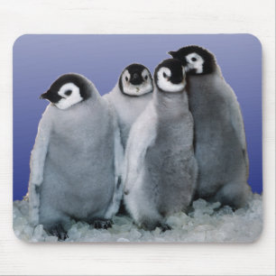 Tapis De Souris Bébés de pingouin