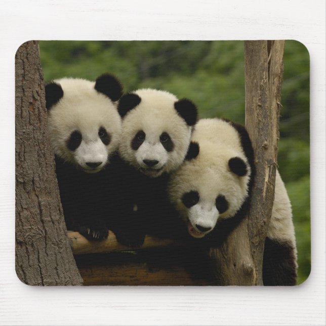 Tapis De Souris Bébés panda géant Ailuropoda melanoleuca) (Devant)