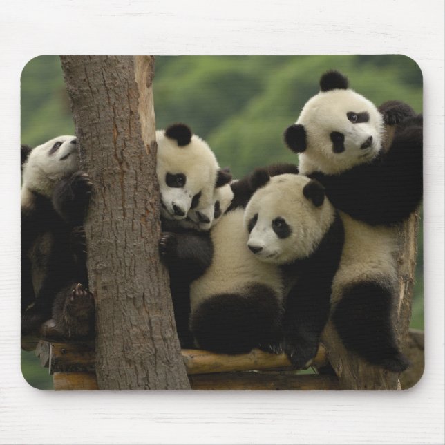 Tapis De Souris Bébés panda géant (Ailuropoda melanoleuca) (Devant)