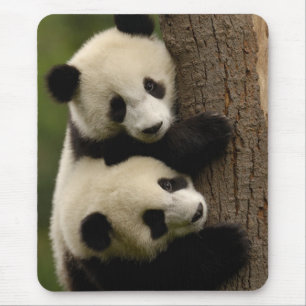 Tapis De Souris Bébés pandas géants (Ailuropoda melanoleuca) 2