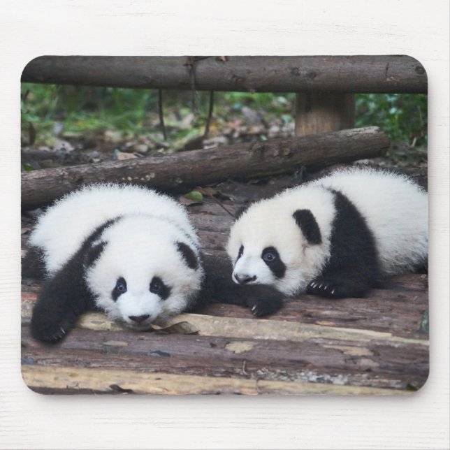 Tapis de souris Bébés pandas mignons (Devant)