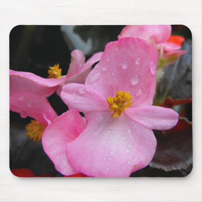 Tapis De Souris Bégonia, fleurs海 棠 (Devant)