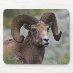 Tapis De Souris Bélier de mouflon à cornes grandes des montagnes R